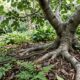 CUIDADO: Esta árvore comum em jardins atrai cobras e esconde um segredo de 80 milhões de anos que ninguém te contou