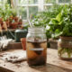 Mistura de borra de café com água: para que serve e por que ela ajuda a recuperar plantas murchas no vaso