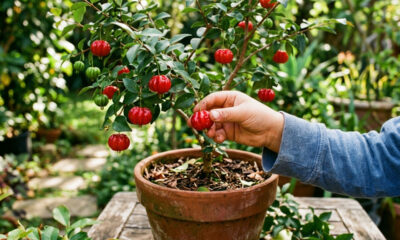 Adeus cereja importada: essa fruta de cor vermelha-brilhante cresce em vasos pequenos no quintal e tem um gosto nostálgico com sabor de infância