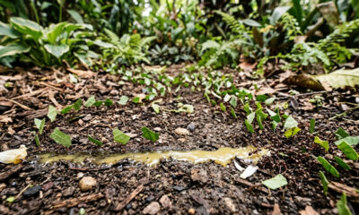 Mistura de ácido bórico com açúcar refinado: para que serve a isca caseira que elimina formigas e destrói o formigueiro direto na raiz