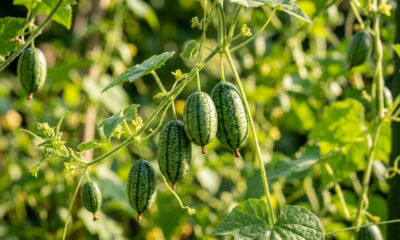 Adeus melancia gigante: essa fruta de cor verde-clara e casca listrada cabe na palma da mão e tem um gosto refrescante de pepino azedo