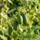 Adeus melancia gigante: essa fruta de cor verde-clara e casca listrada cabe na palma da mão e tem um gosto refrescante de pepino azedo