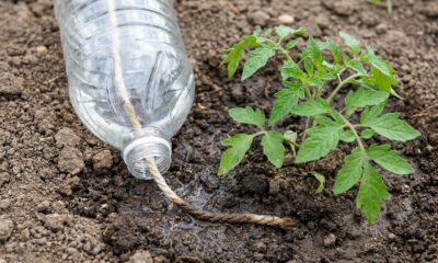 Jardineiro ensina a montar um sistema de irrigação com garrafas PET sem usar energia elétrica
