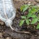 Jardineiro ensina a montar um sistema de irrigação com garrafas PET sem usar energia elétrica