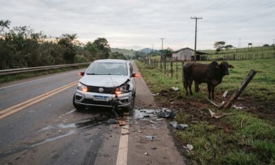 Boi escapa da fazenda e provoca um acidente na rodovia, o motorista processa e o dono do animal é responsabilizado a pagar R$ 40 mil por não manter a cerca em boas condições