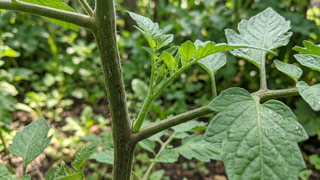 Os chamados "brotos ladrões" no jardim: o que são e por que a remoção dessa ramificação garante a força e o crescimento das suas plantas