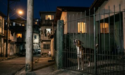 Vizinho deixa o cachorro latindo durante toda a madrugada, afirma que não consegue controlar o animal, mas descobre que a própria omissão também pode trazer consequências