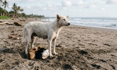 Mamãe assustada que se perdeu na praia se transforma na criatura mais fofa e carinhosa