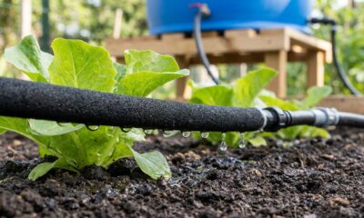 Jardineiro ensina a montar um sistema de irrigação com mangueira sem usar bombas elétricas