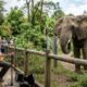 Músico canta para animais em zoológico e reúne momentos que encantaram a internet ao longo do ano