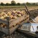 Agricultor colhe 200 toneladas de cebola, mas prefere doar tudo ao descobrir que receberia apenas cerca de R$ 0,76 por quilo
