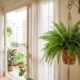 Nem falta de adubo, nem planta fraca: por que a samambaia comprada verde e volumosa começa a definhar dentro de casa
