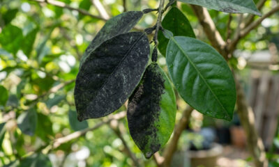 O pó preto nas folhas das plantas: o que é a doença fumagina e como a eliminação prévia dos pulgões ajuda a evitar esse problema no jardim