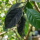 O pó preto nas folhas das plantas: o que é a doença fumagina e como a eliminação prévia dos pulgões ajuda a evitar esse problema no jardim