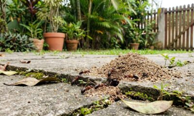 Nem veneno pesado nem produto caro: a armadilha caseira que pode ajudar contra formigas no jardim