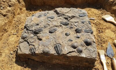 Obra no Paraná revela mais de 2,6 mil fósseis pré históricos e ajuda a recontar a história da Terra