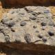 Obra no Paraná revela mais de 2,6 mil fósseis pré históricos e ajuda a recontar a história da Terra