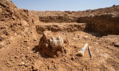 Fragmento de mandíbula encontrado há décadas revela uma espécie humana extinta ainda mais antiga