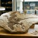 Esqueleto encontrado em museu após anos revela um novo predador da era dos dinossauros