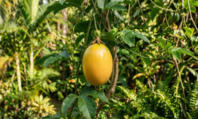 Adeus maracujá azedo: essa fruta de cor amarela e formato oval esconde uma polpa suculenta que tem formato de uva e sabor de mel puro