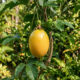 Adeus maracujá azedo: essa fruta de cor amarela e formato oval esconde uma polpa suculenta que tem formato de uva e sabor de mel puro