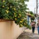 Homem colhe frutas de um galho que avançava sobre a calçada, mas morador aparece e diz que tudo ainda pertencia à árvore dentro do quintal