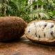 Adeus cacau tradicional: essa fruta de casca dura e polpa super cremosa tem sabor de sorvete de chocolate e cresce fácil em canteiros quentes