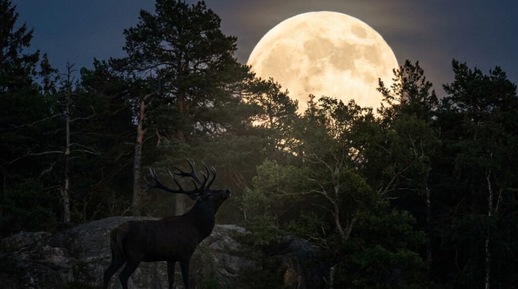 Lua cheia de julho ganha o nome de Lua do Cervo: entenda a origem dessa tradição