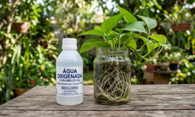 O truque caseiro simples com água oxigenada de 10 volumes para combater fungos e salvar raízes que estão apodrecendo no vaso