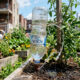 O truque caseiro simples com garrafa PET para criar um gotejador automático e manter as plantas regadas durante as férias