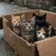 Homem deixa caixa com 4 gatinhos na porta de clínica veterinária fechada e acaba indiciado em crime que prevê até 5 anos de prisão por abandono