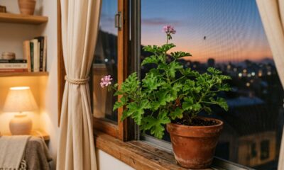 Nem inseticida forte nem vela cara: a planta com cheiro de rosa e limão que pode ajudar a afastar mosquitos em casa