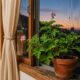 Nem inseticida forte nem vela cara: a planta com cheiro de rosa e limão que pode ajudar a afastar mosquitos em casa