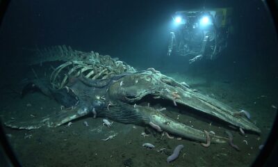 Centenas de carcaças de baleias encontradas a 7.000 metros intrigam cientistas no Oceano Índico
