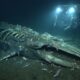 Centenas de carcaças de baleias encontradas a 7.000 metros intrigam cientistas no Oceano Índico