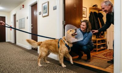 Golden Retriever usando cone entra sem convite na casa de uma mulher em busca de carinho