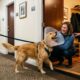 Golden Retriever usando cone entra sem convite na casa de uma mulher em busca de carinho