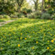A cobertura de solo perfeita que dá flores amarelas e não precisa de cortes frequentes para manter o seu jardim bonito e nutrido