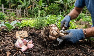 Plante alho em julho seguindo este truque dos horticultores e colha bulbos enormes