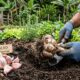 Plante alho em julho seguindo este truque dos horticultores e colha bulbos enormes