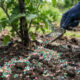 Adubo NPK para vasos: o que significam as numerações das embalagens e qual opção escolher para estimular folhas ou florescer as plantas