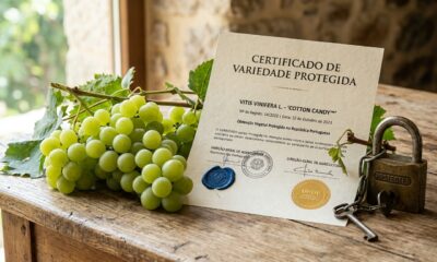 Produtor enfrentou processo milionário após cultivar uvas com sabor de algodão-doce sem autorização