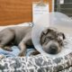 Abandonado durante o frio, cão encontrado em aterro ganha uma nova vida
