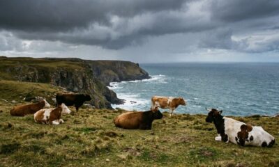 Cinco vacas deixadas em uma ilha em 1871 deram origem a um rebanho que intrigou a ciência por gerações