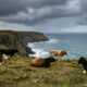 Cinco vacas deixadas em uma ilha em 1871 deram origem a um rebanho que intrigou a ciência por gerações