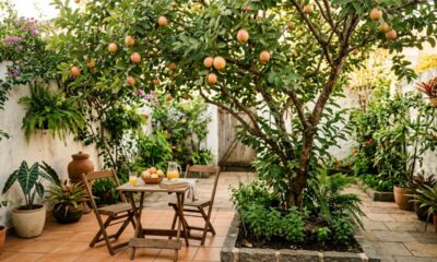 Essa árvore é ideal para quintais pequenos: dá sombra, produz frutas deliciosas e suas raízes têm menor risco de rachar o piso