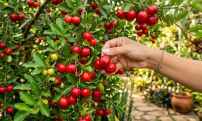 Plantei essa árvore no quintal só para ter sombra, mas ela cresceu até 3 metros sem levantar o piso, começou a dar fruta em 8 meses e hoje rende vitamina fresca para a família inteira o ano todo