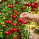Plantei essa árvore no quintal só para ter sombra, mas ela cresceu até 3 metros sem levantar o piso, começou a dar fruta em 8 meses e hoje rende vitamina fresca para a família inteira o ano todo