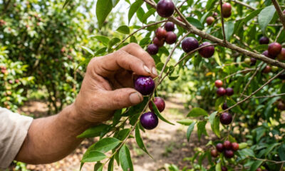 Adeus acerola vermelha: essa fruta de cor roxa e sabor ácido é reconhecida mundialmente como a maior fonte de vitamina C de todo o planeta