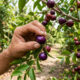 Adeus acerola vermelha: essa fruta de cor roxa e sabor ácido é reconhecida mundialmente como a maior fonte de vitamina C de todo o planeta